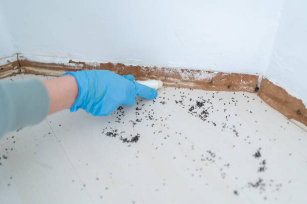 Best Termite Inspection and Treatment  in USA